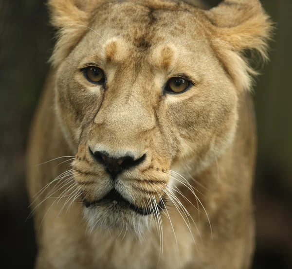 Азіатський левиця — стокове фото