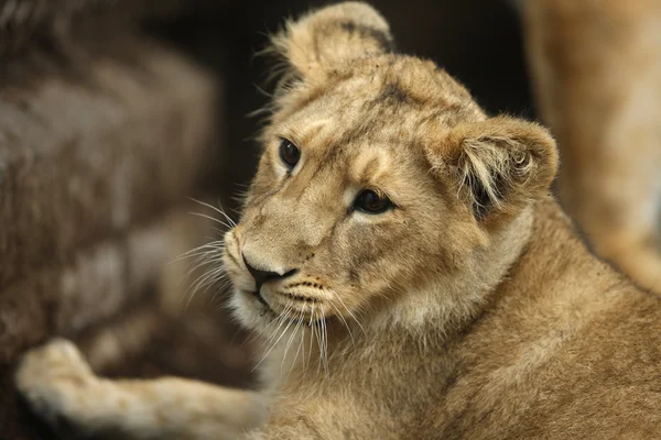 Aziatische leeuw cub — Stockfoto