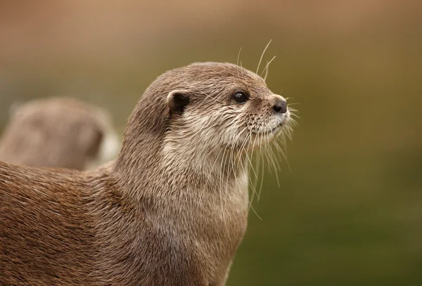 Східні короткий пазуристі Otter — стокове фото