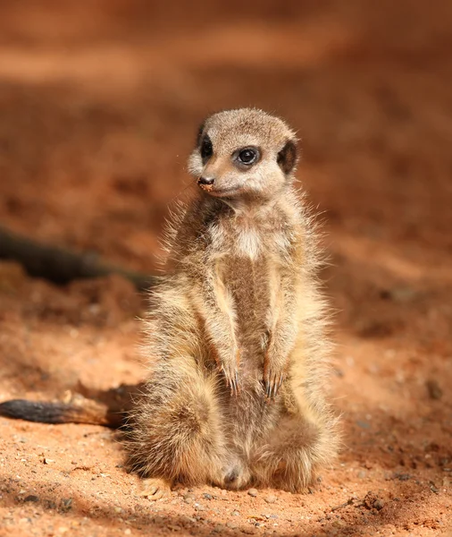 Meerkat — Stock Photo, Image
