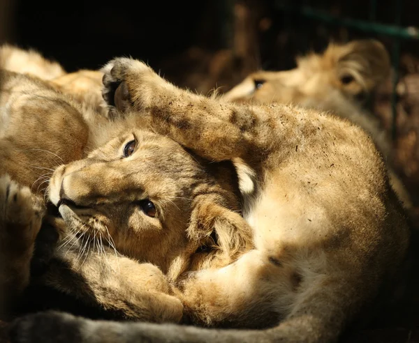 Unga asiatiska lejon ungar — Stockfoto