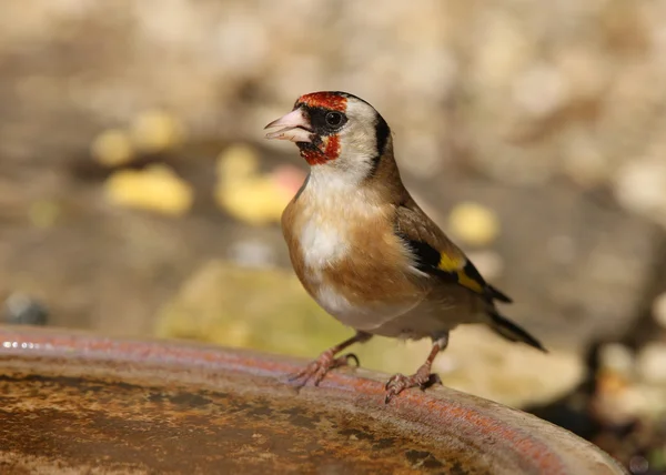 Goldfinch — Stock Photo, Image