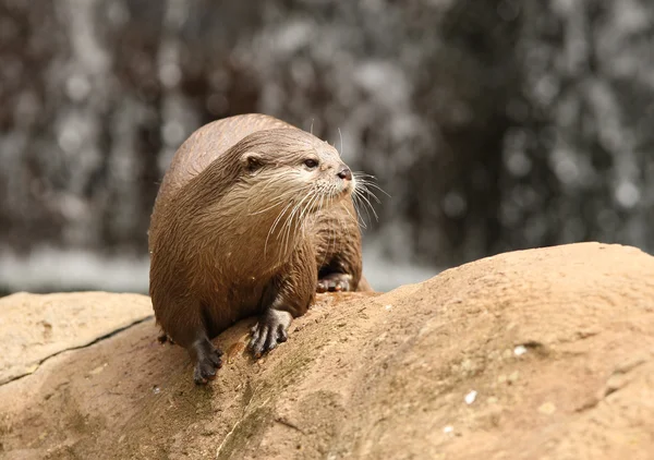 Oriental Short-Clawed Otter — Stock Photo, Image