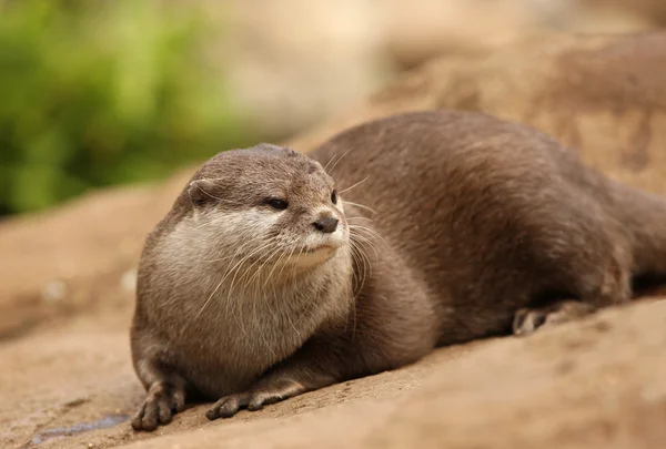 Oryantal kısa pençe otter — Stok fotoğraf