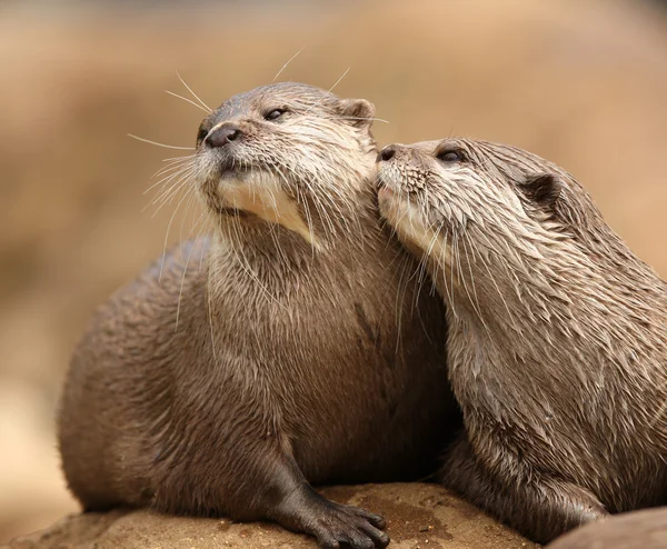 Oriental Short-Clawed Otters — Stock Photo, Image