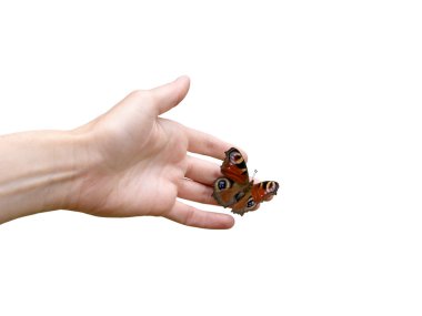 hermosa mariposa en mano