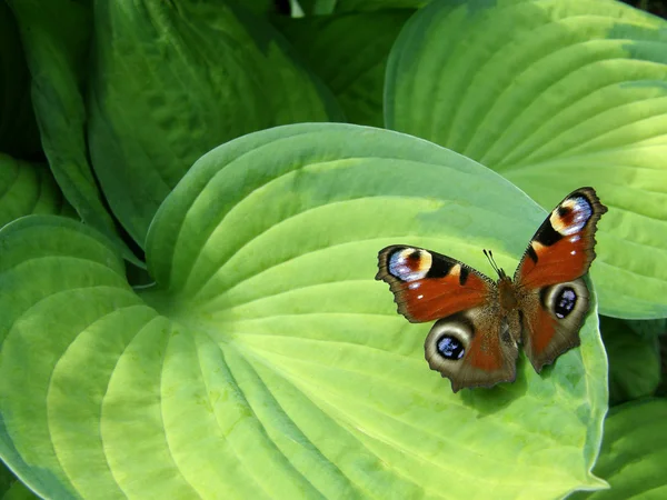 stock image Butterfly on the leaf