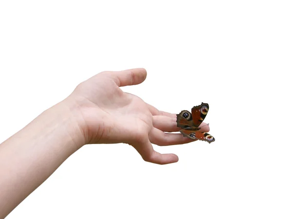 Prachtige vlinder in hand — Stockfoto