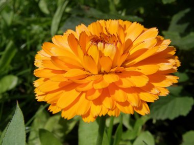 Calendula çiçek