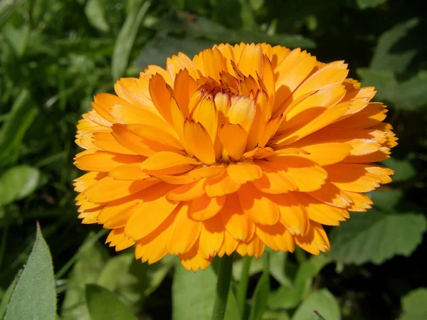 stock image Calendula flower