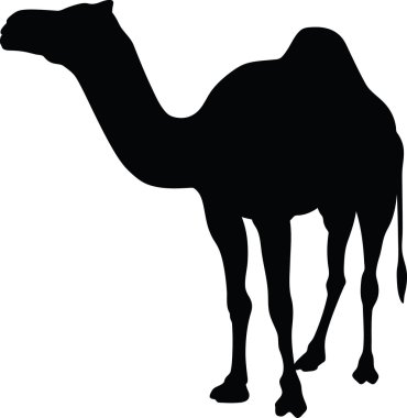 Camels silhouettes