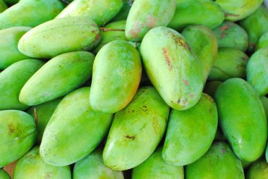 Freshly picked green mangos clipart