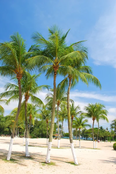 Кокосовые деревья в тропическом климате — стоковое фото