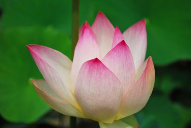 Lotus çiçeği tam Bloom