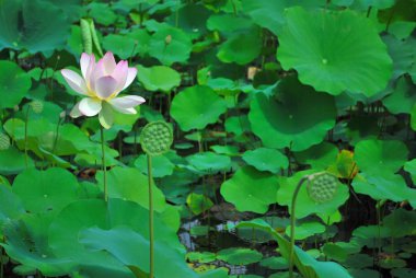 Lotus çiçeği tam Bloom