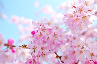 Cherry blossoms during spring clipart