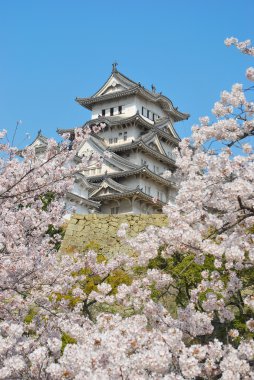 Cherry blossoms at Himeji castle clipart