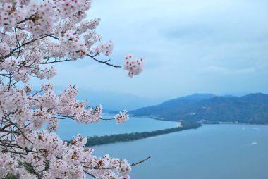 Cherry blossoms during spring clipart