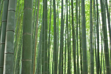 Düşük doz: bambu grove