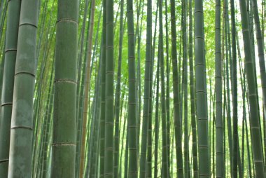 Low shot of bamboo grove clipart