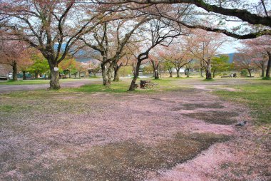 Withered cherry blossoms signaling the end of spring clipart