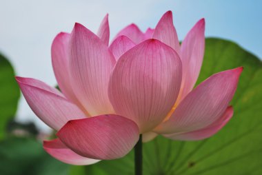 Lotus flower in full bloom clipart