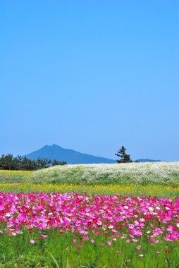 Field of flowers with volcano clipart