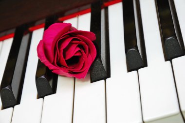 Closeup of rose on piano keyboard clipart