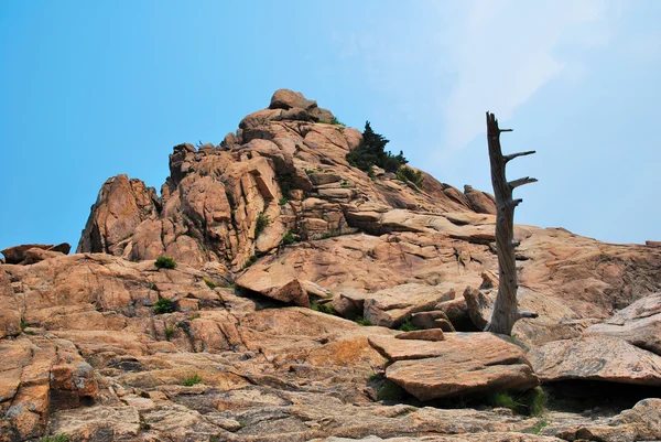 Mountain summit with dead tree — Stock Photo, Image