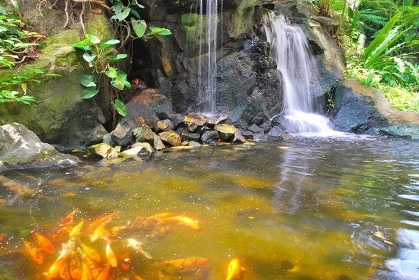 Водопад с японским карпом — стоковое фото