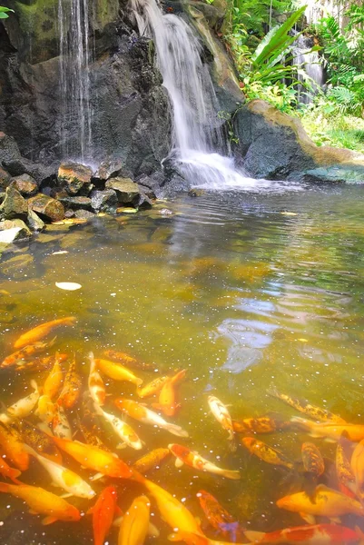 Cachoeira com carpa japonesa — Fotografia de Stock