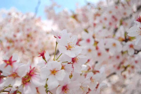 Körsbär blommar under våren — Stockfoto