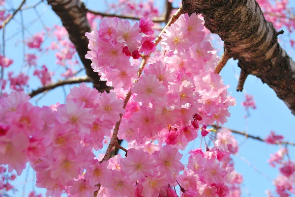 Cseresznye virágok tavasszal — Stock Fotó