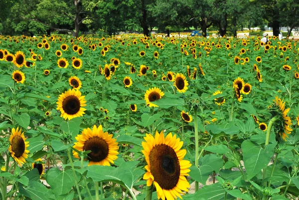 A huge field of sunflowers in full bloom. — Stock Photo, Image