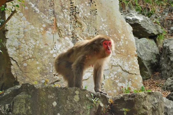 Cara vermelha, macaco japonês — Fotografia de Stock