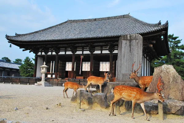 Hjortar flockas framför templet — Stockfoto