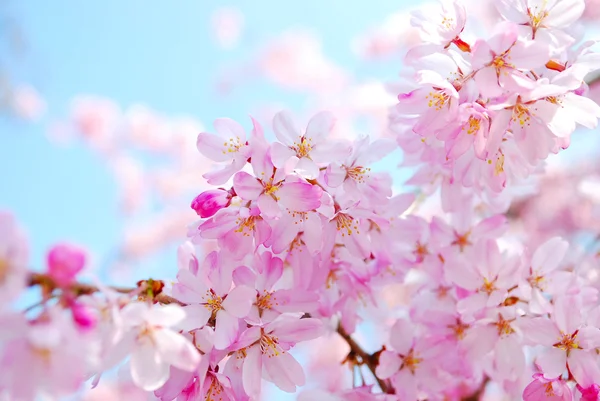 Flores de cerezo durante la primavera —  Fotos de Stock