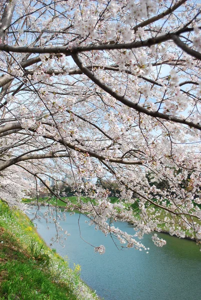 Třešňové květy, během jara — Stock fotografie