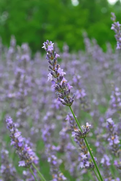 Lavender fields — Stock Photo, Image