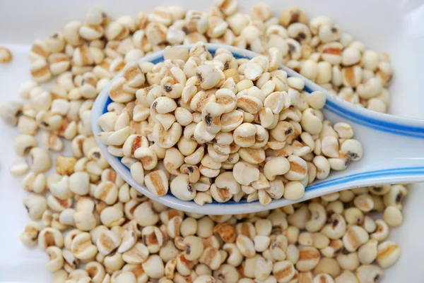 Cucchiaio di semi di orzo essiccati — Foto Stock