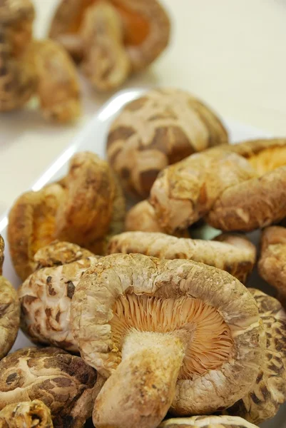 Group of Shitake mushrooms — Stock Photo, Image