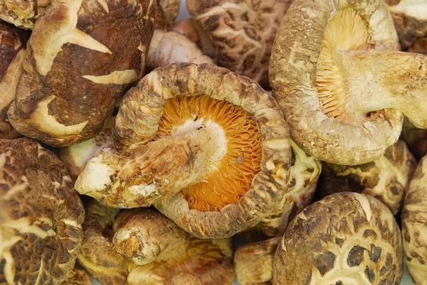 Dried Shitake mushrooms — Stock Photo, Image