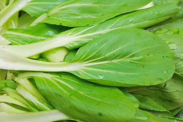 Zelená listová zelenina — Stock fotografie