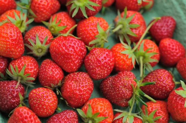 Juicy and fresh strawberries — Stock Photo, Image