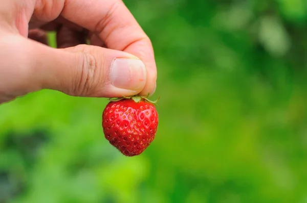 Single red strawberry — Stock Photo, Image