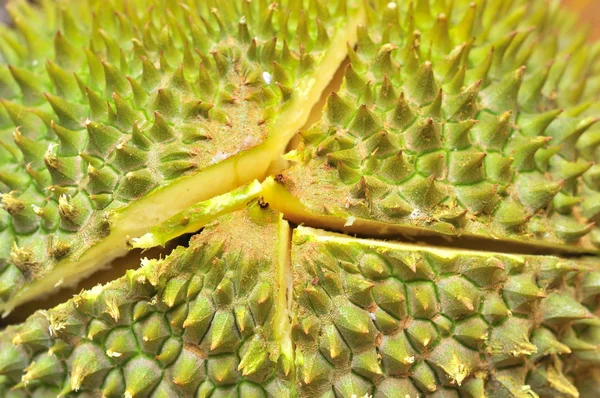 Macro shot de textura de fruta duriana — Fotografia de Stock