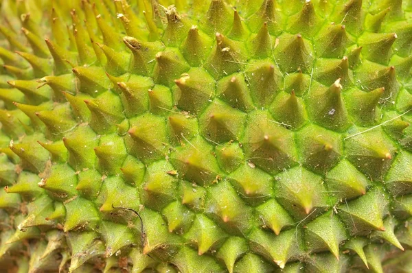 Fechar a textura duriana — Fotografia de Stock