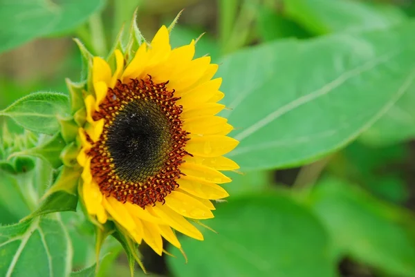 Stock image Sunflower in full bloom