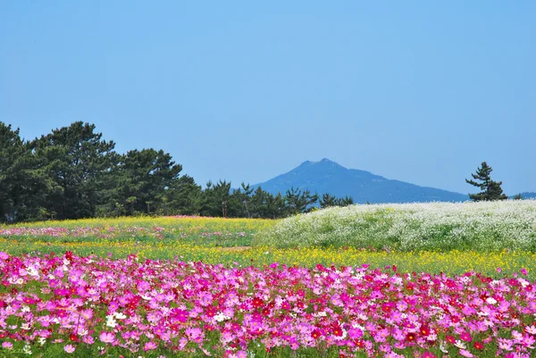 火山と花のフィールド — ストック写真