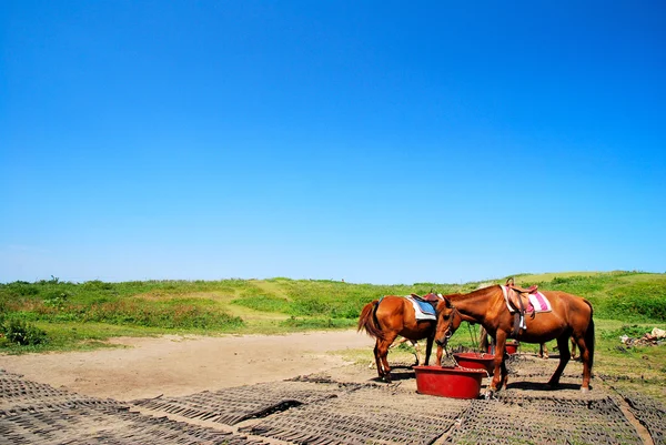 Кормление лошадей — стоковое фото